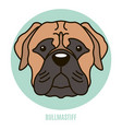 portrait of bullmastiff vector image vector image