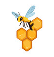 honeycomb with honey drops sweet bees vector image