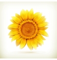 sunflower high quality vector image