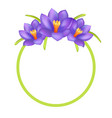 crocus purple flowers photo frame greeting design vector image