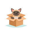 adopt a pet - cute cat in a box isolated on white vector image vector image