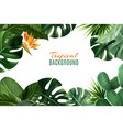 tropical background with frame from leaves vector image