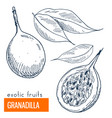 granadilla hand drawn vector image vector image