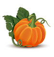 pumpkins with leaves isolated on white background vector image