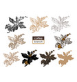 big set coffee branch 3 vector image