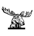 peeking moose head original black white hand vector image