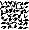 dove vector image