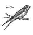 sketch swallow bird or martins martlet vector image vector image