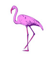 beautiful pink flamingo on a white background vector image vector image