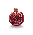 realistic detailed 3d pomegranate half vector image