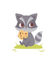 cute baby raccoon sitting eating a cookie vector image