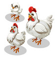 maturation stages of the chicken cartoon style vector image
