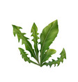 realistic dandelion leaves vector image