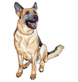 german shepherd breed vector image