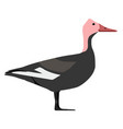 male pink-headed duck - side view - flat vector image vector image