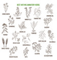 Best Herbs For Reducing High Fever Royalty Free Vector Image