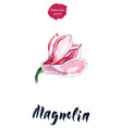 flower of magnolia watercolor vector image