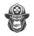 serious gorilla in monochrome style vector image vector image