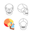 human skull anatomy vector image