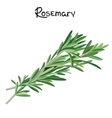 rosemary sprigs vector image