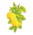 apple on branch of the aple trees vector image vector image