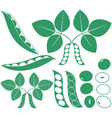 soybean vector image vector image