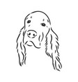 dog hand drawn english setter isolated vector image vector image