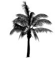 palm tree silhouette vector image vector image
