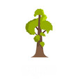 sequoia icon flat style vector image