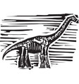 apatosaurus fossil