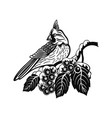 tufted titmouse bird - winter wildlife vector image