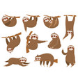cute cartoon sloths adorable rainforest animals vector image