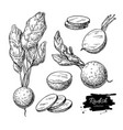 radish hand drawn set vector image
