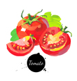 tomato set hand drawn sketch watercolor acrylic vector image vector image