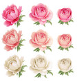 high quality watercolor peonies collection gothic vector image