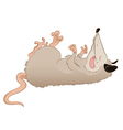opossum vector image