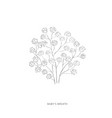 hand drawn babys breath flowerplant design vector image
