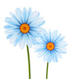 camomile flowers vector image
