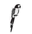 parrot icon vector image vector image
