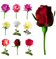 9 decorative roses vector image