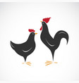 male and female chickens design on white vector image vector image