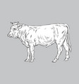 bull line art vector image vector image