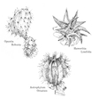 cacti and succulent ink sketch set vector image