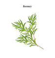 rosemary herb vector image