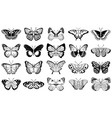 butterfly vector image vector image