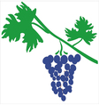 Simple grape vine with blue grapes bunch Vector Image