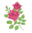 rose sharp-02 vector image
