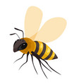 bee insect honeybee or wasp closeup icon vector image