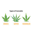 types cannabis marijuana leaves comparison vector image