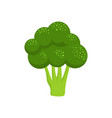 broccoli isolated on white background vector image